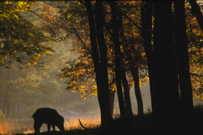 Wild zwijn, Everzwijn (Sus scrofa), Zwijnen, Varkens (Suidae), Evenhoevigen (Artiodactyla), Zoogdieren (Mammalia), fauna, zwijn, zoogdier - Leuvenum, Veluwe, Gelderland, Nederland, Europa